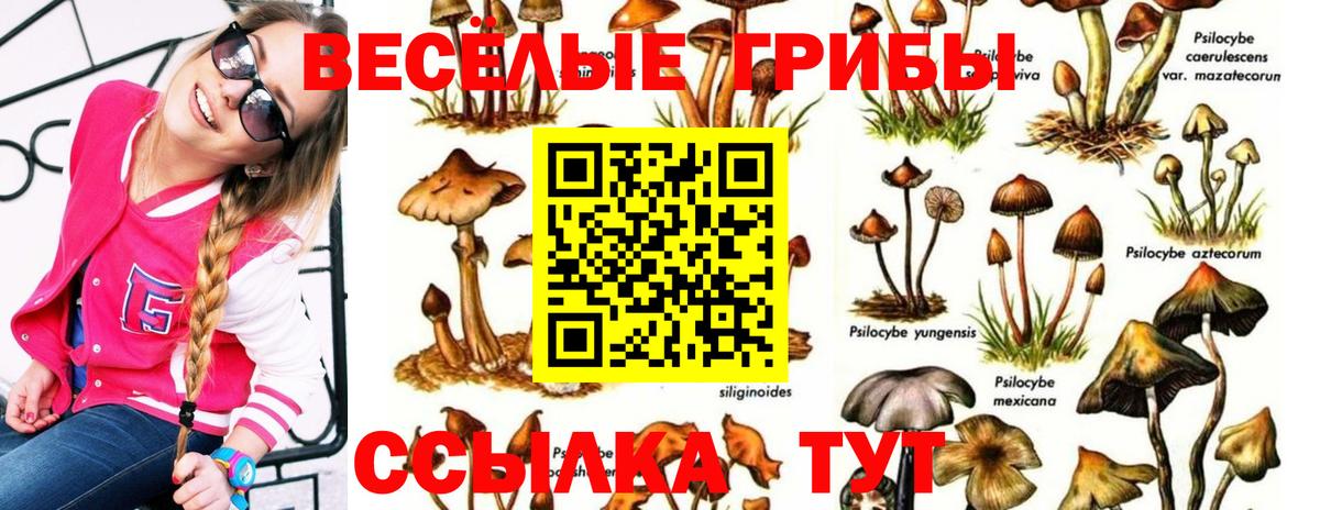 Псилоцибиновые грибы Psilocybe Алатырь